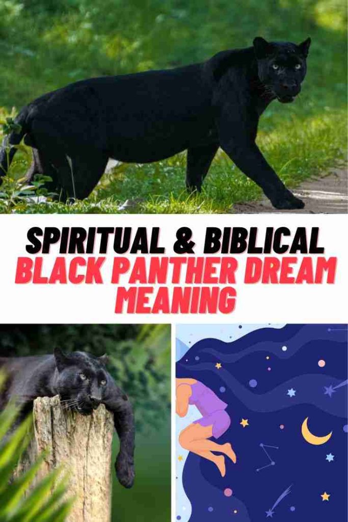 Black Panther Dream Meaning