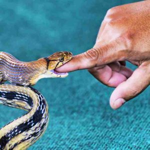 Spiritual Meaning of Snake Bite in Dream