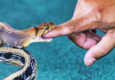 List of Spiritual Meaning of Snake Bite in Dream